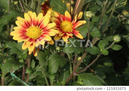 golden and red chrysanthemum flower plant on farm golden and red chrysanthemum flower plant on farm 121931073