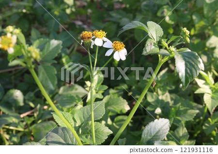 golden and red  chrysanthemum flower plant on farm 121931116