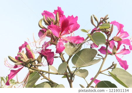 Bauhinia flower plant on farm 121931134