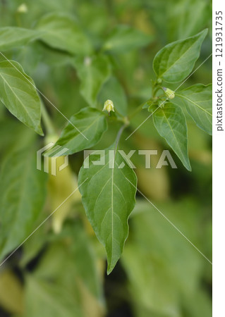 Bird pepper 121931735