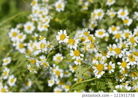 Golden Feverfew 121931738
