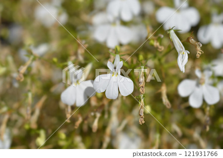 Trailing lobelia 121931766