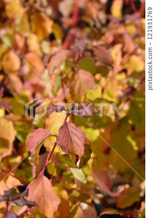 Dogwood Winter Beauty 121931769