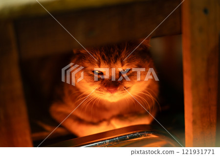 Cat 1 Cat 1 121931771