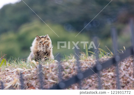 流浪貓1 121931772