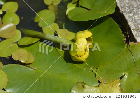 Yellow water lily 121931905