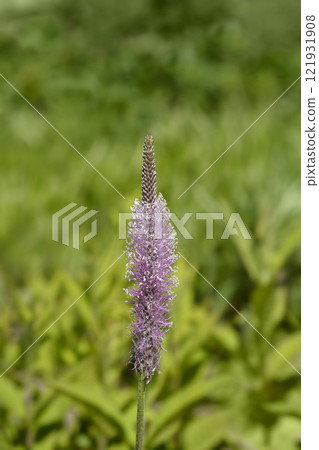 Hoary plantain Hoary plantain 121931908