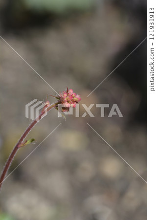 Coral Bells Splendens 121931913