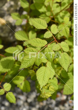 Chinese astilbe Chinese astilbe 121931914