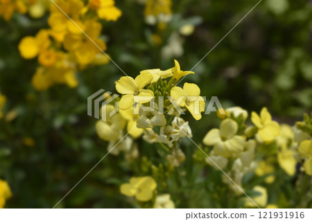 Yellow Wallflower Primerose Dame Yellow Wallflower Primerose Dame 121931916