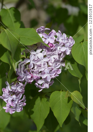 Lilac Esther Staley 121931917