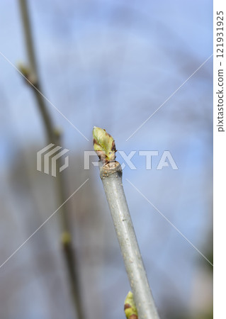 Red mulberry Red mulberry 121931925