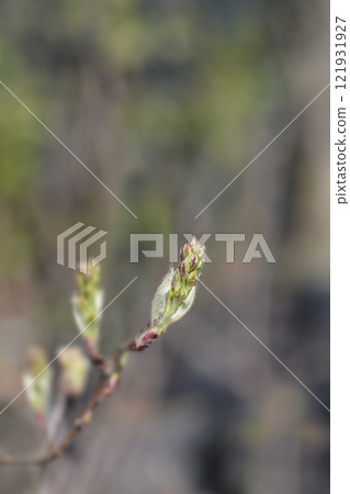 Alder-leaved serviceberry Sleyt Alder-leaved serviceberry Sleyt 121931927
