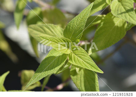 Pineapple sage Ananas Pineapple sage Ananas 121931928