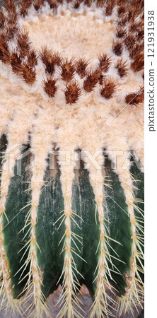 Golden barrel cactus 121931938