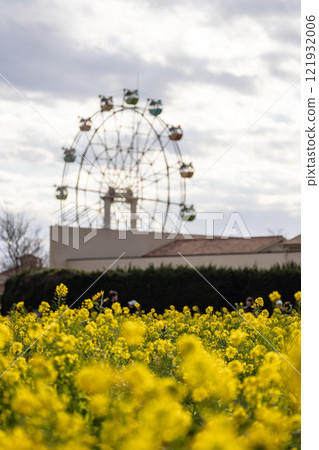 Rape blossoms that herald the arrival of spring Rape blossoms that herald the arrival of spring 121932006