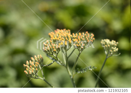 Yarrow Terracotta 121932105