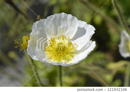 Iceland poppy Iceland poppy 121932106