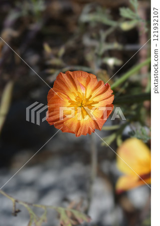 Golden poppy flower Golden poppy flower 121932107