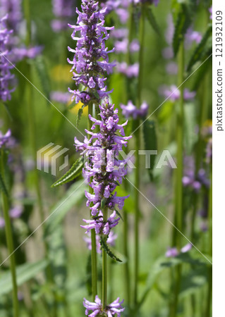 Common hedgenettle 121932109