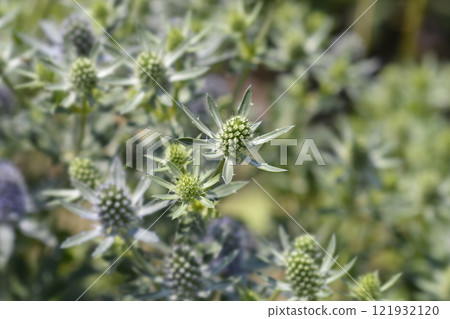 Sea Holly Blue Hobbit 121932120