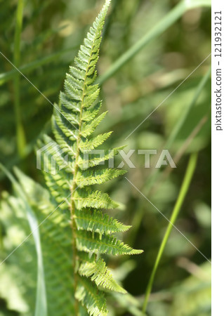 Hard shield-fern 121932121