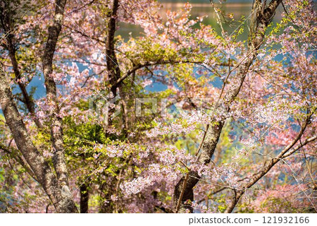 Cherry tree in full bloom Cherry tree in full bloom 121932166
