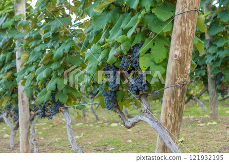 [Furano City Campana Rokkatei Grape Bunch] 121932195