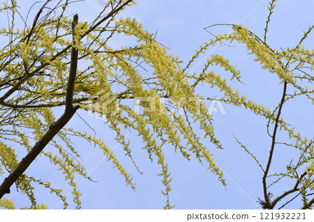 Golden Weeping Willow 121932221