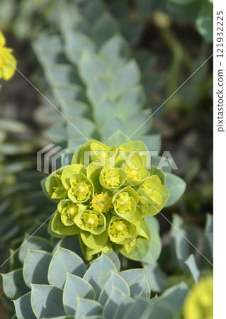 Myrtle spurge Myrtle spurge 121932225
