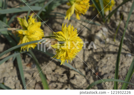 Daffodil Rip van Winkle Daffodil Rip van Winkle 121932226