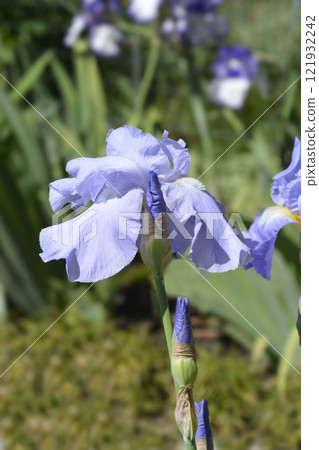 Tall bearded iris Eleanors Pride Tall bearded iris Eleanors Pride 121932242