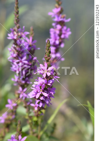 Purple loosestrife Purple loosestrife 121932243