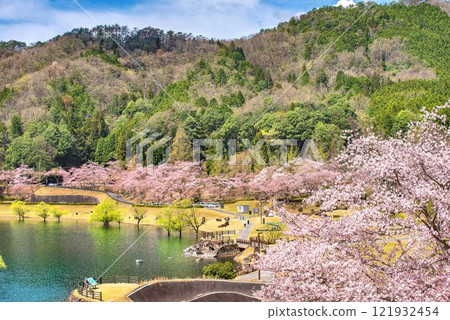 櫻花壩櫻花 121932454