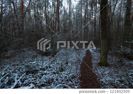 a trodden path in a winter forest 121932505