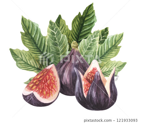 Watercolor fig floral bouquet illustration, arrangement, wreath,frame, nursery decor, thanksgiving card, save the date, baby shower. Isolated on white background Watercolor fig floral bouquet illustration, arrangement, wreath,frame, nursery decor, thanksgiving card, save the date, baby shower. Isolated on white background 121933093