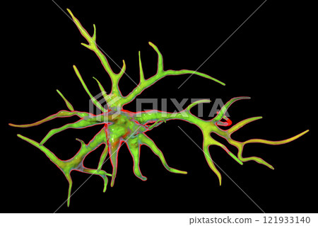 Astrocyte, a brain glial cell 121933140