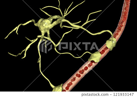 Astrocyte and blood vessel Astrocyte and blood vessel 121933147