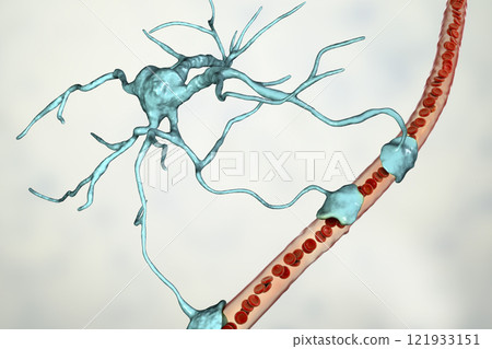 Astrocyte and blood vessel 121933151