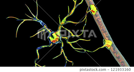Astrocyte and blood vessel Astrocyte and blood vessel 121933160