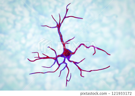 Astrocyte, a brain glial cell 121933172