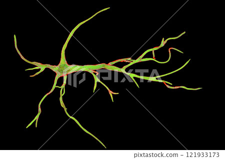 Astrocyte, a brain glial cell 121933173