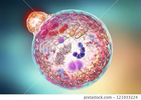 Mechanism of cellular authophagy 121933224