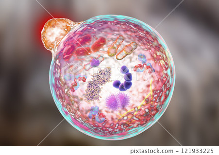 Mechanism of cellular authophagy Mechanism of cellular authophagy 121933225