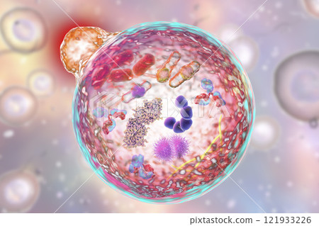 Mechanism of cellular authophagy 121933226