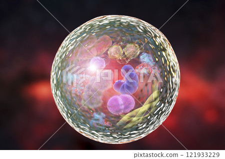 Mechanism of cellular authophagy 121933229