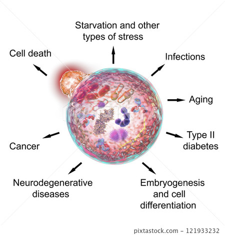 Pathological and physiological functions of autophagy 121933232