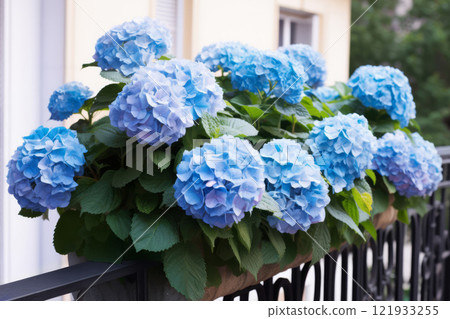 Blue hydrangea in a pot hangs on the balcony 121933255