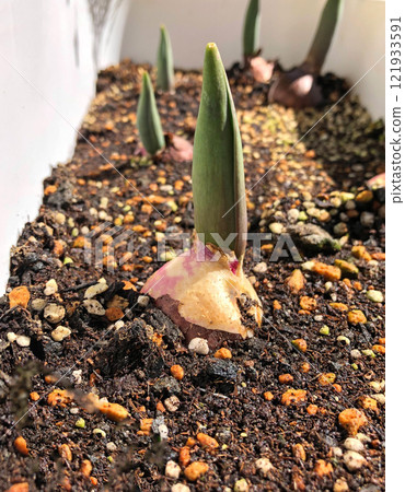 Budding tulip bulbs 121933591