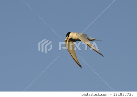 Little Tern - Sterna albifrons, Lesvos, Greece Little Tern - Sterna albifrons, Lesvos, Greece 121933723